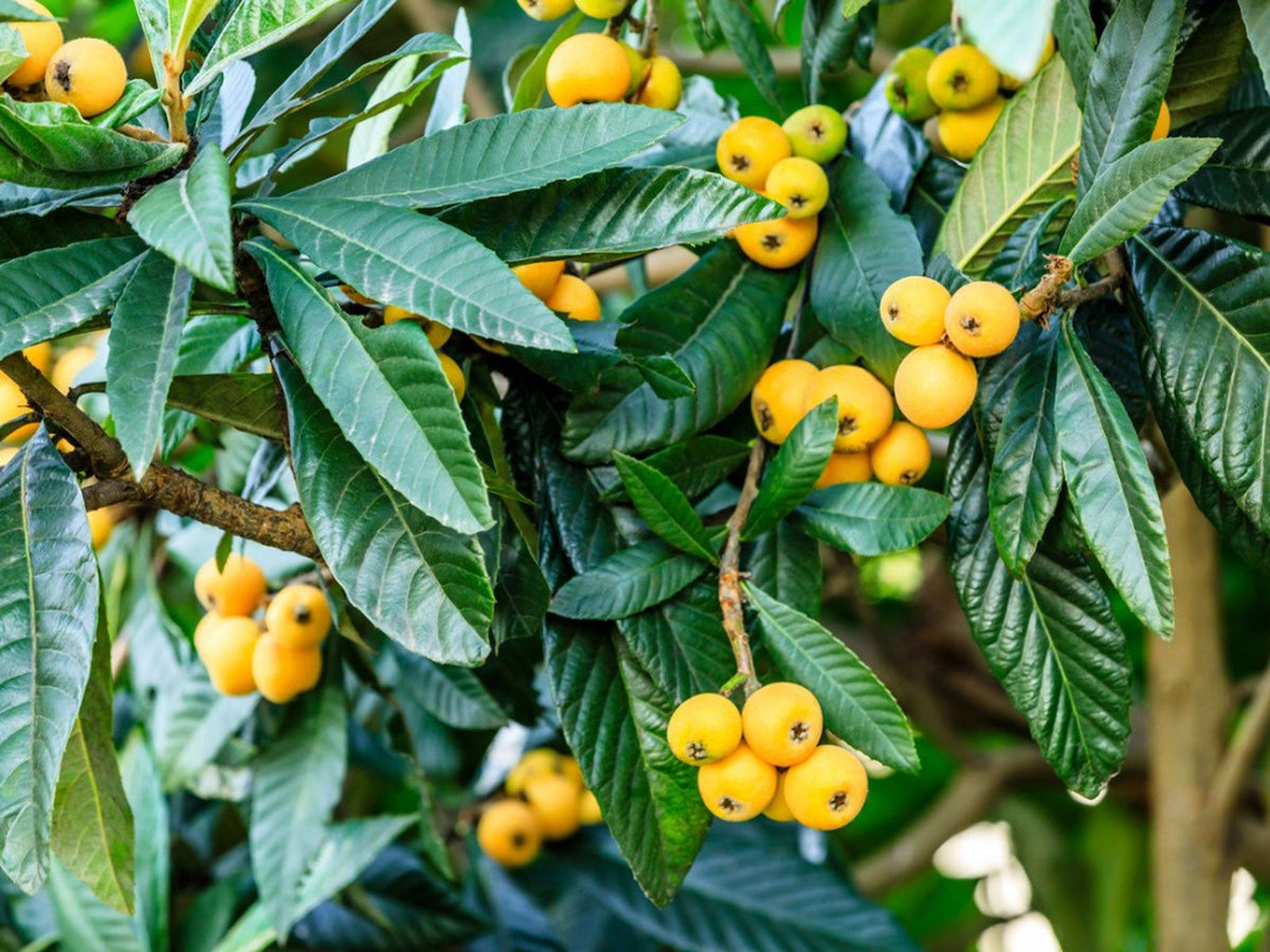 Sweet Juicy Loquat Fruits on Tree