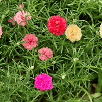 White Pink Moss Rose Plant Seeds for Planting Non-GMO Heirloom Garden Seeds for Growing Beautiful Flowers
