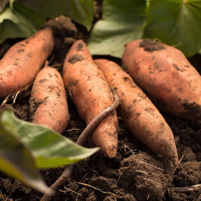 Orange Yellow Sweet Potato Seeds for Planting