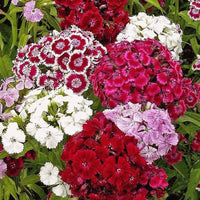 Sweet William Dianthus flower seeds for garden planting