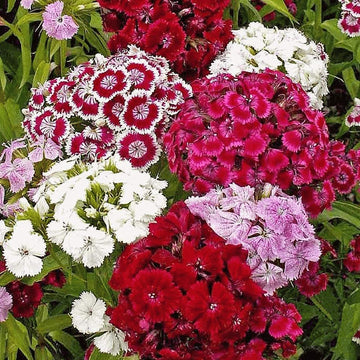 Sweet William flower seeds for garden planting