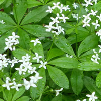 Sweet Woodruff seeds for ornamental ground cover and shade garden planting.