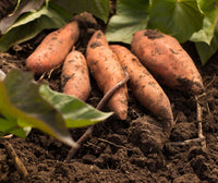 Purple Potato Seeds for Planting - Unique Vegetable heirloom & Non GMO Seeds