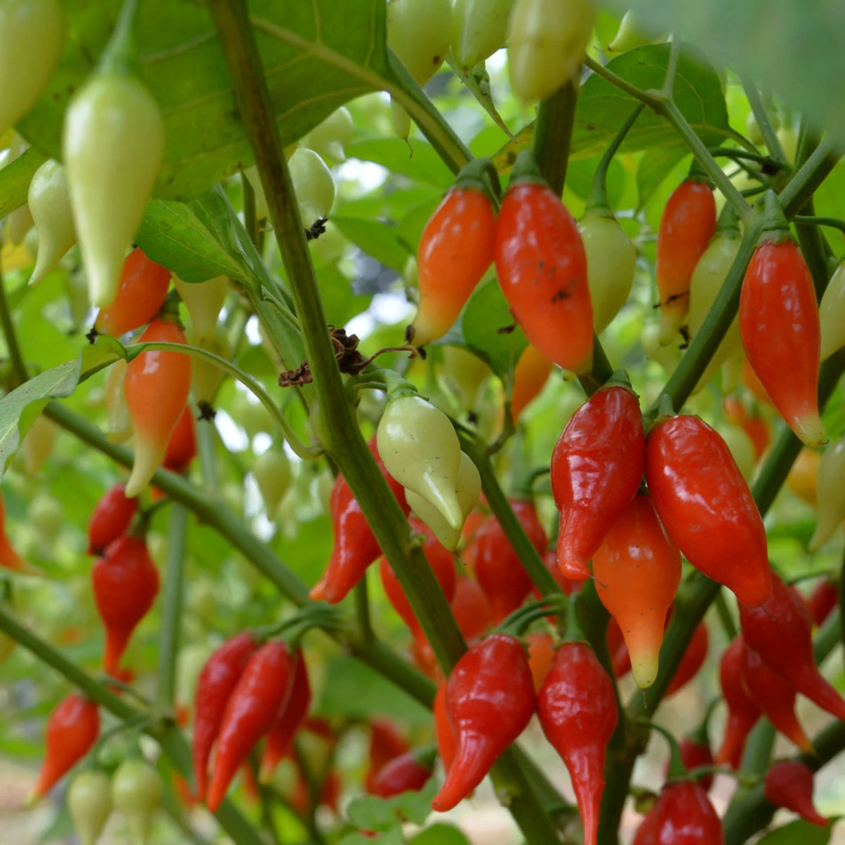 Sweety Drop Pepper vegetable seeds for patio planters and outdoor gardens.