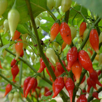 Sweety Drop Pepper vegetable seeds for patio planters and outdoor gardens.