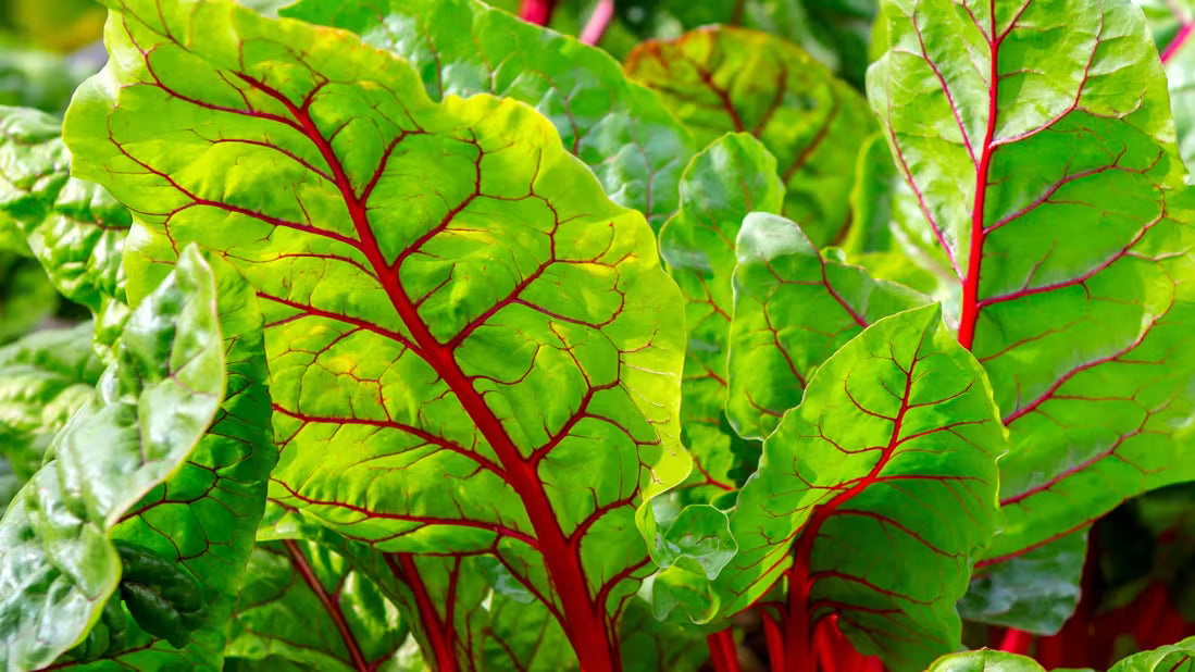 Healthy Swiss chard plants growing in a vegetable garden bed.
