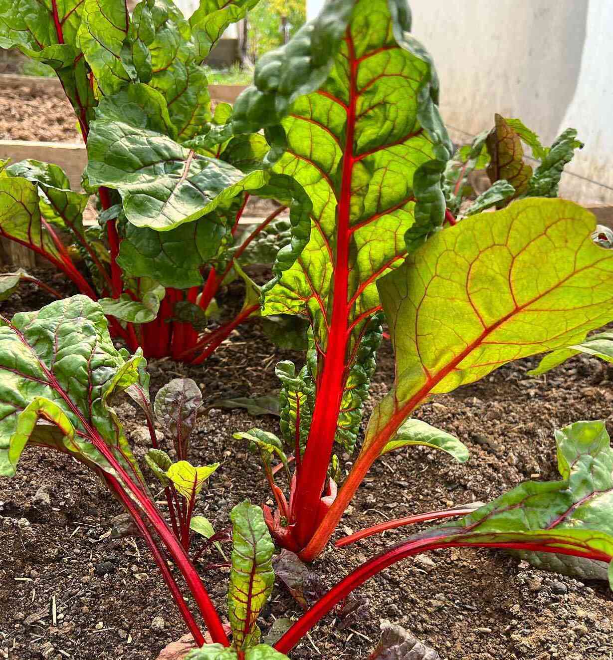 Red Swiss Chard Vegetable Seeds for Planting heirloom & Non-GMO Seeds