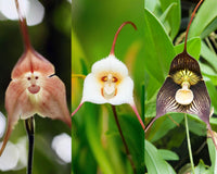 Monkey Face Light Pink Orchids Flower Seeds for Planting - Heirloom & Non-GMO Seeds for Planting
