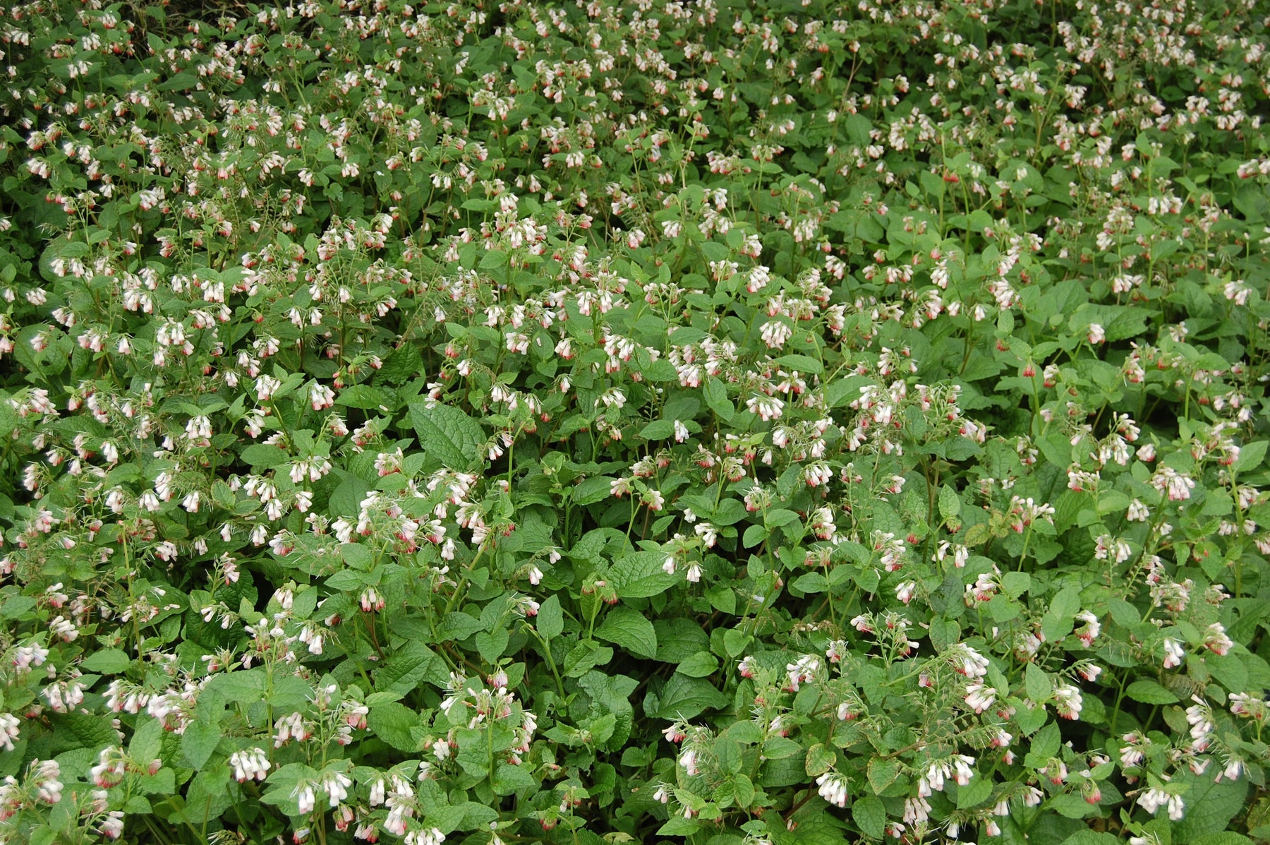Heirloom Non-GMO Pink Symphytum Flower Seeds for Medicinal and Cottage Garden Planting