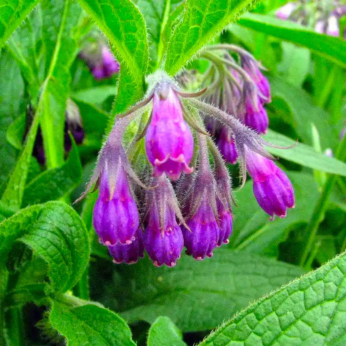 Symphytum officinale herb seeds suitable for cottage gardens and containers.