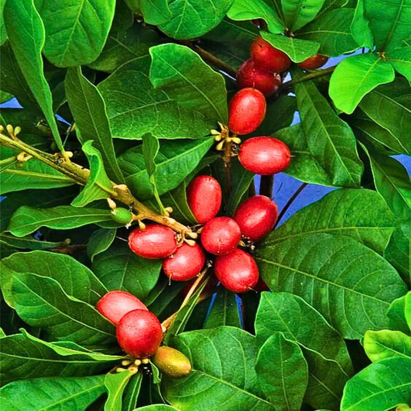 Synsepalum dulcificum seeds for planting in home gardens and containers.