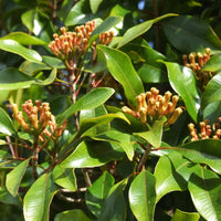 Evergreen Clove plant suitable for herb gardens, raised beds, and outdoor landscapes