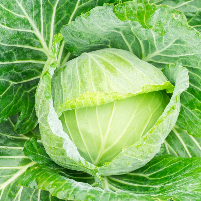 Golden Acre Cabbage Seeds for Planting heirloom & Non-GMO Seeds