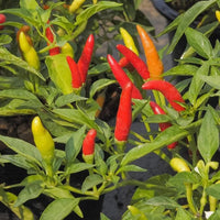 Freshly harvested Tabasco hot peppers from a home garden