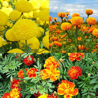 Tagetes mixed flower seeds suitable for raised beds, borders, and containers.