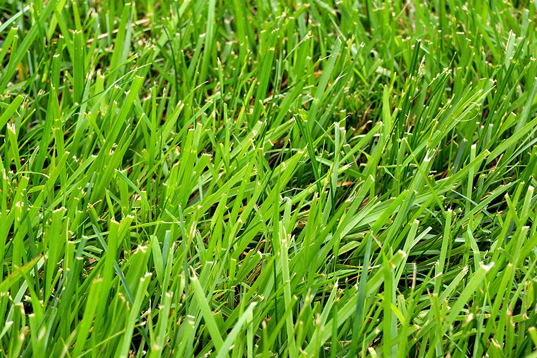 Heirloom Clumping Fescue Plant Seeds, Non-GMO Ornamental Grass for Low-Maintenance Garden Planting