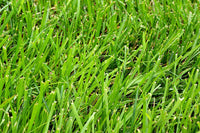 Heirloom Clumping Fescue Plant Seeds, Non-GMO Ornamental Grass for Low-Maintenance Garden Planting for planting in home garden