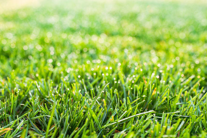 Heirloom Clumping Fescue Plant Seeds, Non-GMO Ornamental Grass for Low-Maintenance Garden Planting