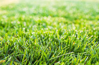 Heirloom Clumping Fescue Plant Seeds, Non-GMO Ornamental Grass for Low-Maintenance Garden Planting