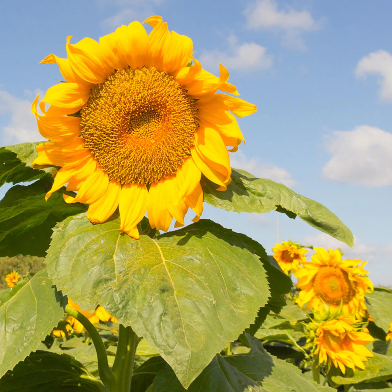 Tall Mongolian Giant sunflower growing with large golden blooms