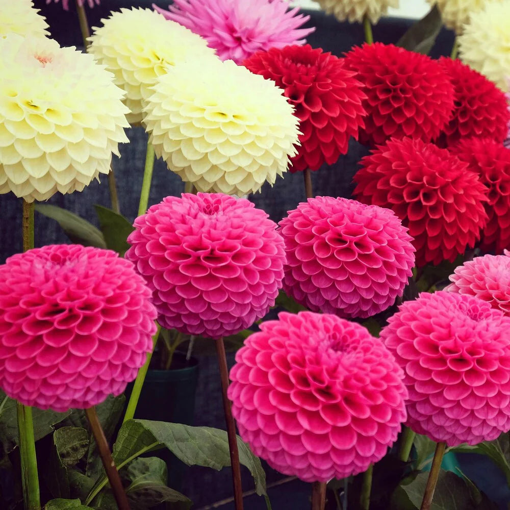 Dahlia Flowers Seeds Heirloom Non GMO Planting - 100 pcs