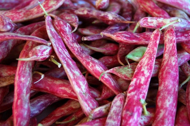 Dwarf Horticulture Bean Seeds for Planting heirloom & Non-GMO Seeds