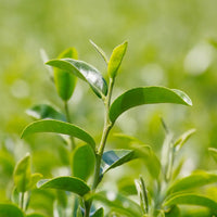 Tea Plant seeds for growing an evergreen herb in outdoor and patio gardens.