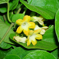 Telosma Cordata vine growing on a garden arbor with lush green foliage and blooms.