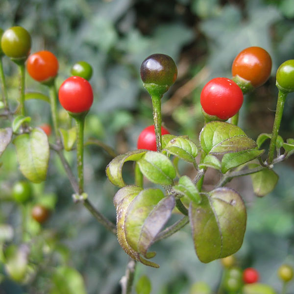 Texas Chiltepin Pepper Seeds for Planting heirloom & Non-GMO Seeds