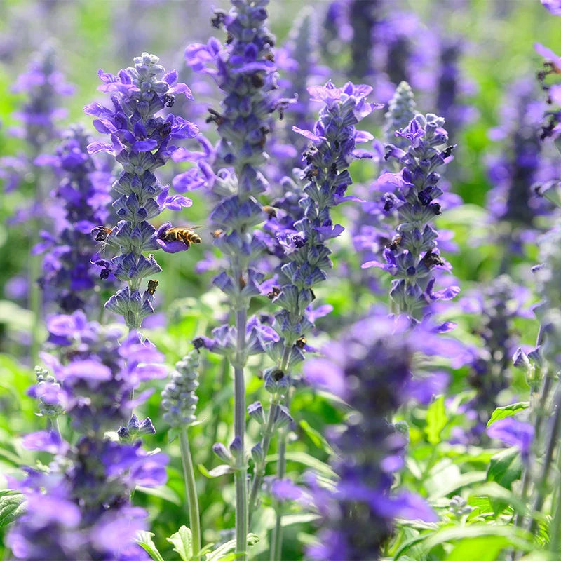 Violet Salvia Meadow Sage Flower Seeds for Planting - NON GMO Seeds