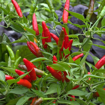 Thai Hot Pepper Bird Chili heirloom seeds for home garden planting