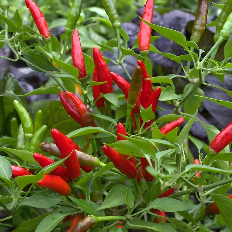 Thai Hot Pepper Bird Chili heirloom seeds for home garden planting
