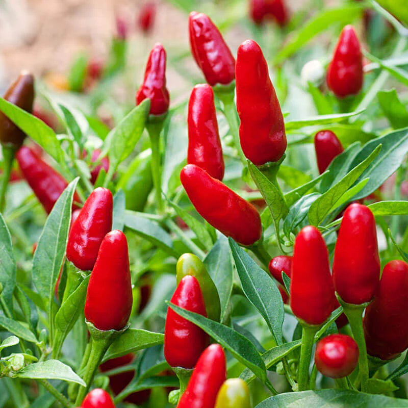 Thai Hot Pepper (Bird Chili) Seeds for Home Garden Planting | Heirloom Non-GMO