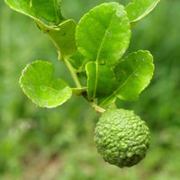 Thai Kaffir Lime citrus seeds for ornamental garden and container planting.