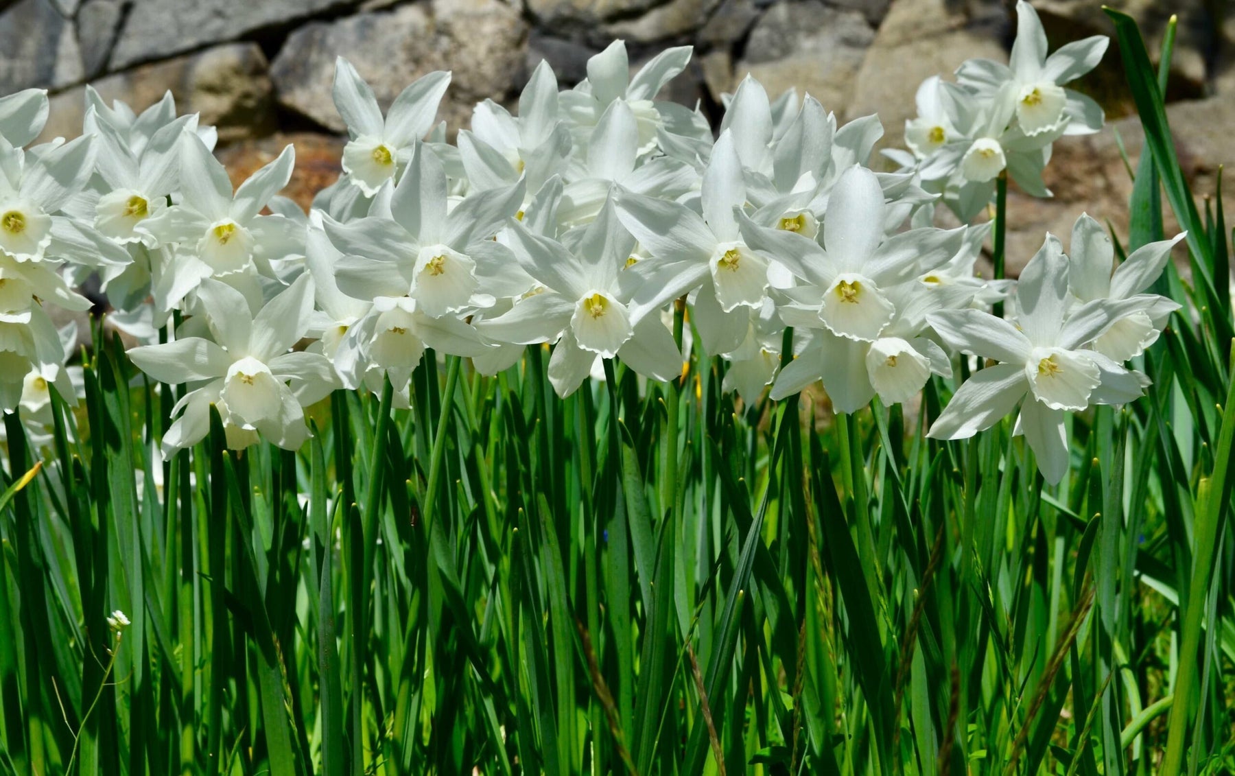 Heirloom Non-GMO Narcissus Flower Seeds for Planting – Spring Bloom Seeds - Non-GMO for planting in home garden