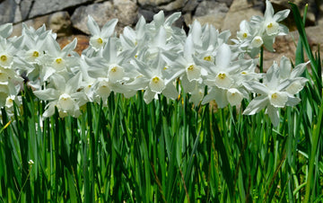 Heirloom Non-GMO Narcissus Flower Seeds for Planting – Spring Bloom Seeds - Non-GMO for planting in home garden