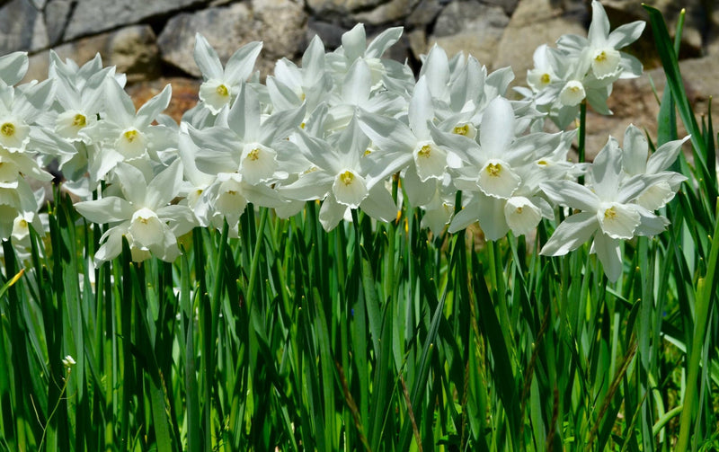 Heirloom Non-GMO Narcissus Flower Seeds for Planting – Spring Bloom Seeds - Non-GMO for planting in home garden