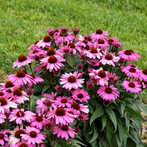 Yellow and Pink Echinacea Purpurea Wildflower Seeds for Planting - Heirloom Seeds for Home Garden