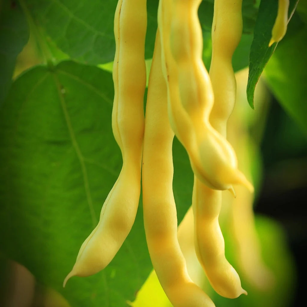 Organic Gold Rush Bean Seeds for Planting heirloom & Non-GMO Seeds