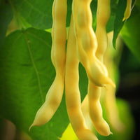 Organic Gold Rush Bean Seeds for Planting heirloom & Non-GMO Seeds