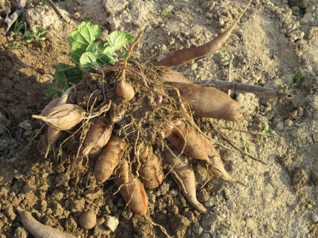 Yacon Vegetable Seeds for Planting – Heirloom & Non-GMO Root Vegetable Seeds