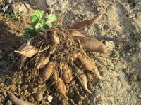 Yacon Vegetable Seeds for Planting – Heirloom & Non-GMO Root Vegetable Seeds