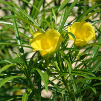 Thevetia Peruviana Flower Seeds for Planting - 100 Pcs - Heirloom, NON-GMO Seeds