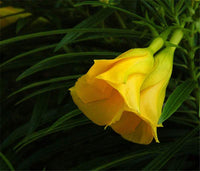 Thevetia Peruviana Flower Seeds for Planting - 100 Pcs - Heirloom, NON-GMO Seeds