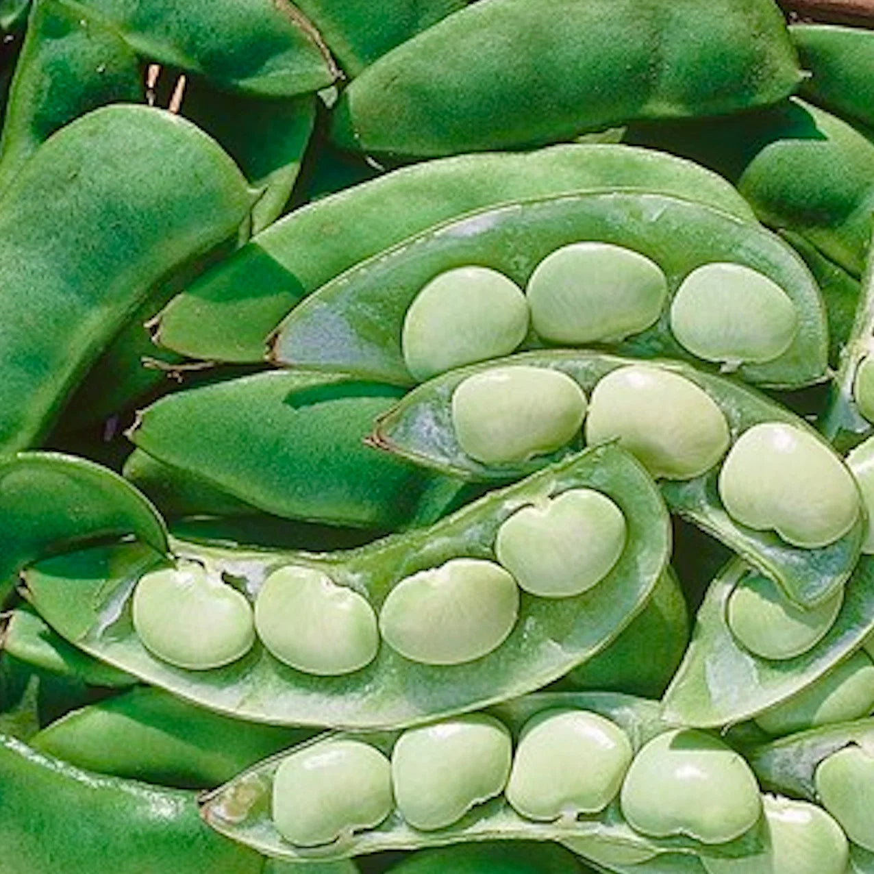 Henderson Bush Lima Bean Seeds for Home Garden Planting | Heirloom Non-GMO