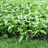 Three Stem Kangkong Water Spinach Growing in Garden
