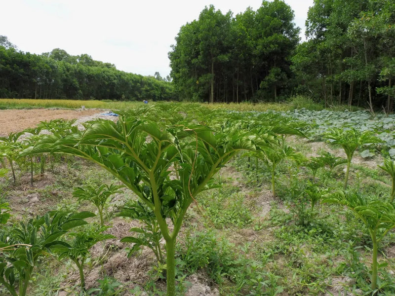 Elephant Foot Yam Plant Seeds for Planting - NON GMO Seeds