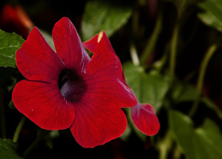 Heirloom Thunbergia Alata Flower Seeds, Non-GMO Black-Eyed Susan Vine for Garden Planting
