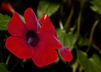 Heirloom Thunbergia Alata Flower Seeds, Non-GMO Black-Eyed Susan Vine for Garden Planting