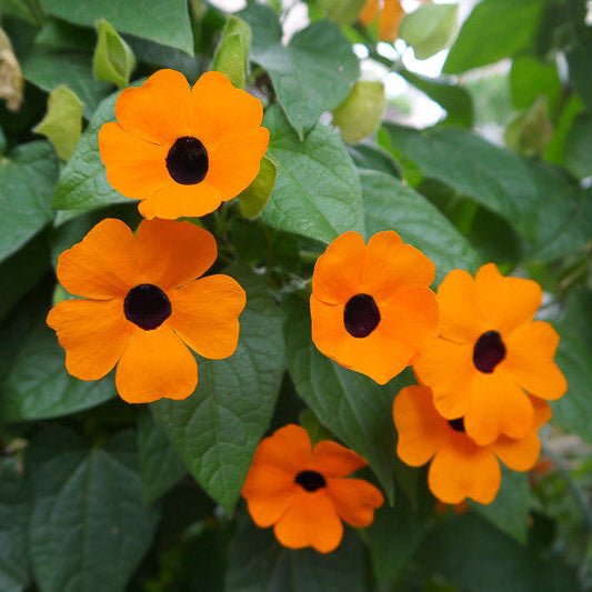 Thunbergia Alata Flower Seeds – Heirloom Non-GMO Seeds for Vibrant Climbing Garden Planting